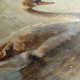 Animals 196 Canvas Art 18" x 24" / 45 x 60 cm / Black